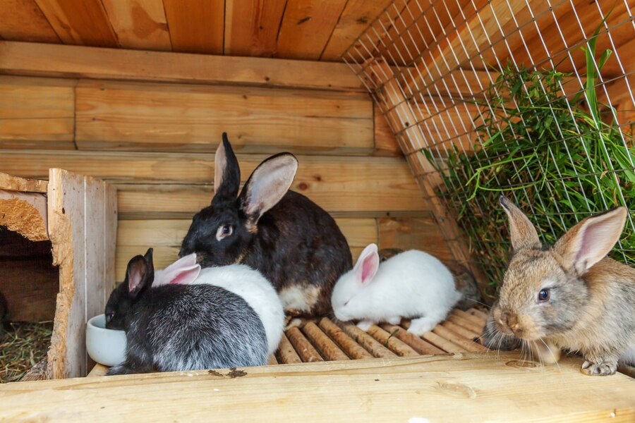 indoor-rabbit-hutch
